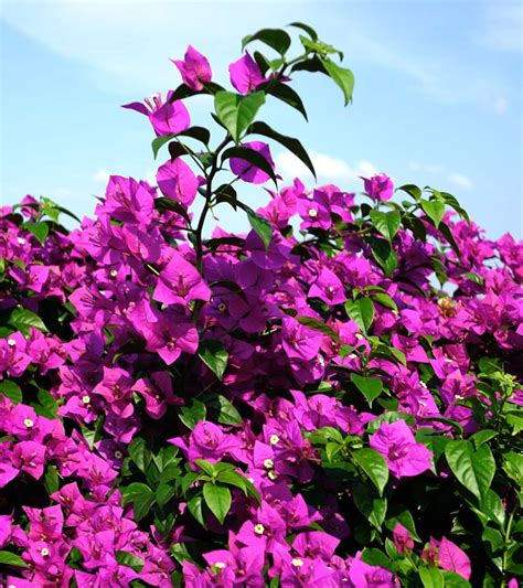 La bougainvillea - 239-455-7233. Your Farm And Garden H&gs 735 S. Beneva Road. Sarasota, Florida 34232. (941) 366-4954. More stores near you >. Oo-La-La® Bougainvillea, Vibrant, magenta-red flowers that bloom longer than most bougainvilleas. The compact, dwarf form is wonderful for cascading over hangi. 